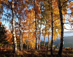 Fototapeta premium Autumnal birch trees in a forest