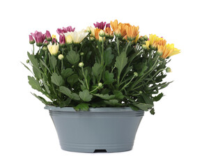 Beautiful flowers in grey pot isolated on white