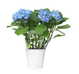 Beautiful potted hortensia flowers isolated on white