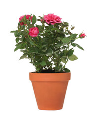 Beautiful potted rose flowers isolated on white