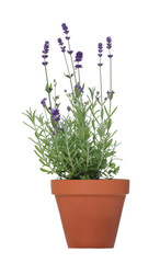 Beautiful potted lavender plant isolated on white