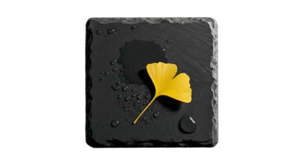 Minimalist yellow ginkgo leaf with glistening water drops on dark slate, perfect for autumn marketing, wellness branding, spa promotions, natural product packaging, or cozy decor,