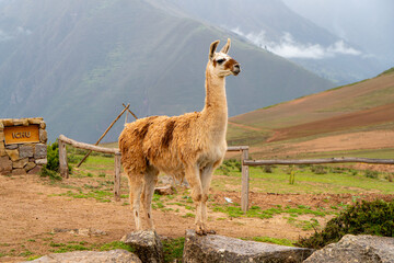 Beautiful Llamas in Cusco, Peru with Andean Mountains in the Background &ndash; Traditional Andean Scene