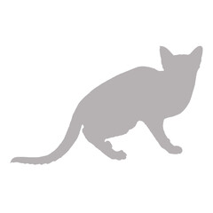 Fototapeta premium Silhouette of a sleek cat standing on a black background
