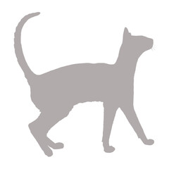 Silhouette of a slender cat walking with its tail raised