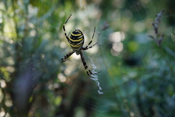 spider on the web