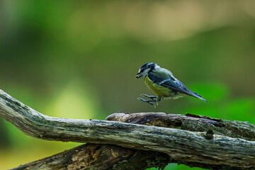 Blue tit Cyanistes caeruleus jumping on tree branch in green forest