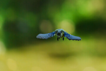 Blue tit Cyanistes caeruleus flying with wings spread in green forest