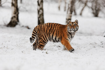 Amur tiger Panthera tigris altaica walking alertly in snowy birch forest landscape