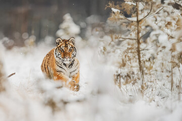 Amur tiger Panthera tigris altaica walking through snowy forest vegetation during winter