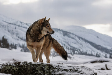 Obraz premium Eurasian wolf Canis lupus standing on snowy mountain rock