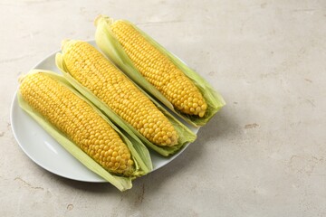 Tasty boiled corncobs on light table. Space for text