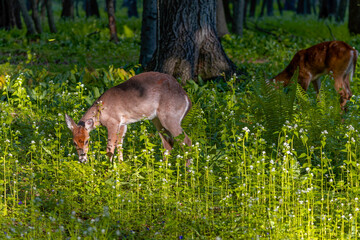 Deer. The white-tailed deer  also known as the whitetail or Virginia deer on pasture. White taild deer is  the wildlife symbol of Wisconsin and game animal of Oklahoma