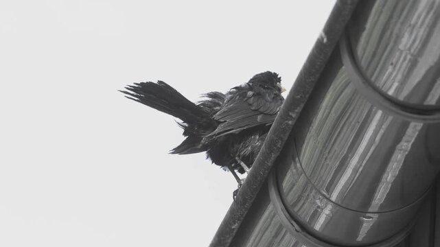 Badetage 3

Eine Amsel beim baden und trocknen