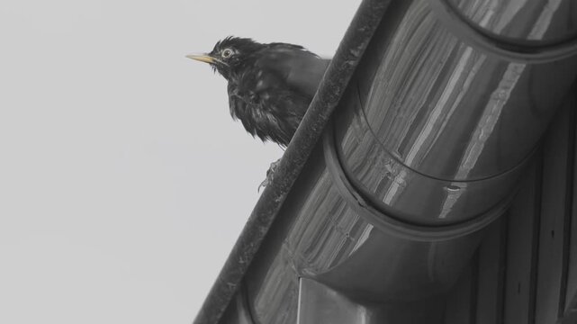 Badetage 2

Eine Amsel beim baden und trocknen