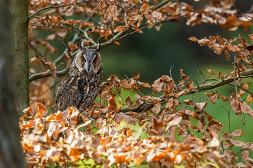 Long eared owl Asio otus perched among autumn leaves in forest