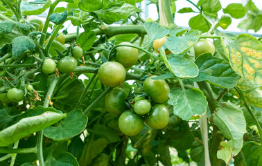 Green tomatoes grow in a greenhouse. A fresh bunch of green natural tomatoes on a branch in an organic vegetable garden.