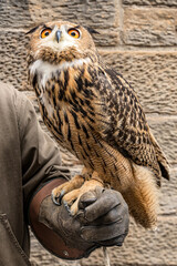 An incredible owl perched on the gloved hand of a falconer.
This owl has intricate feather patterns and striking eyes.