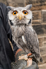 An incredible owl perched on the gloved hand of a falconer.
This owl has intricate feather patterns and striking eyes.