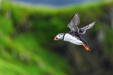 Atlantic puffin Fratercula arctica flying with wings spread above green coastal cliffs