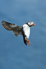 Atlantic puffin Fratercula arctica flying over sea with fish in colorful beak