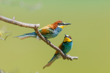 European bee-eater Merops apiaster perched together showing colorful plumage on tree branch