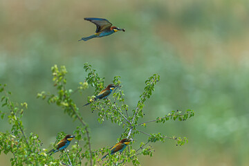 European bee-eater Merops apiaster group with one bird flying holding insect prey