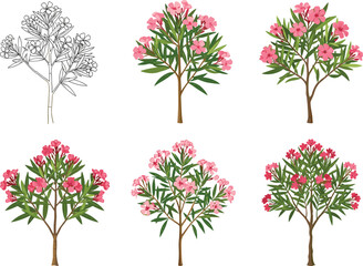 Obraz premium PrintOleander Flowering Tree Illustration Set Showing Line Art to Full Color Styles for Botanical, Seasonal, Nature, Garden, and Artistic Design Concepts