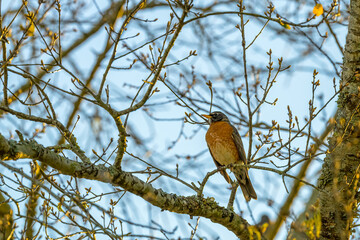 American Robin Perched in a Tree at the Start of Spring