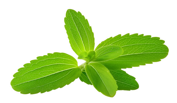 isolated stevia leaf on a white background