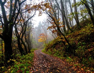 Obraz premium Autumnal forest path in the mist