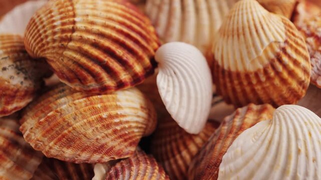 Assortment of natural sea shells with diverse textures in the aquarium. Home decor item. High quality 4k footage