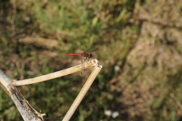 dragonfly on a tree branch