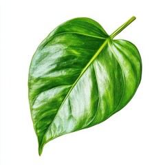 Isolated Philodendron leaf on white backdrop, showcasing its vibrant green texture