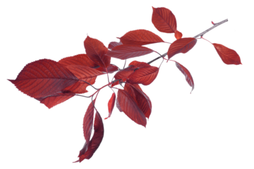 Decorative branch with burgundy, maroon, and crimson leaves isolated on transparent background. Perfect red element for floral patterns, seasonal themes, creative projects, nature compositions.