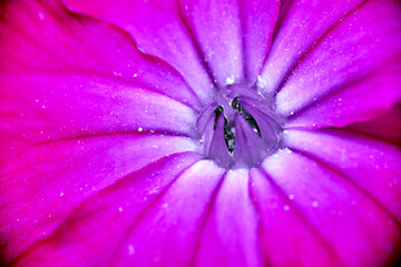 close-up of a Silene flower in a garden during spring