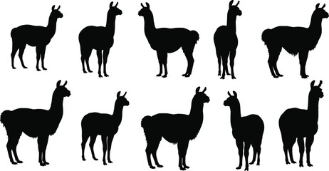 Silhouette illustrations of llamas in various poses, including standing, sitting, and walking, perfect for farm, wildlife, and animal-themed designs.
