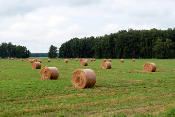 Mown hay in rolls on a meadow. Agriculture, cattle feed, livestock farming