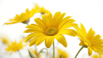 Obraz premium Yellow Daisy Flowers on White Background | Minimal Floral Photography, Wedding Branding, and Botanical Lifestyle Mockup