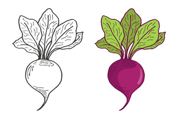 Coloring book of vegetables, outline and color illustrations of Beets. Children educational materials, coloring book, educational guide for preschoolers, healthy food cards.