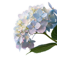 Softly colored hydrangea blooms against a dark background