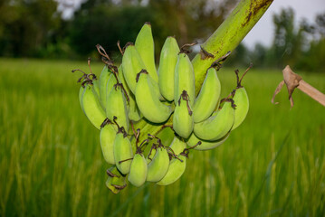 Green Bananas on the Plant in a Rice Paddy Field, Lush banana plant in a rice paddy at sunset.
