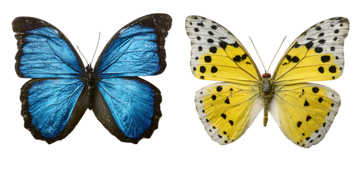 Two beautiful butterflies side by side one vivid blue and the other bright yellow with spots