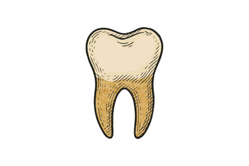 Vintage Human Tooth Illustration