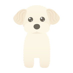 可愛い犬のマルプーのイラスト
