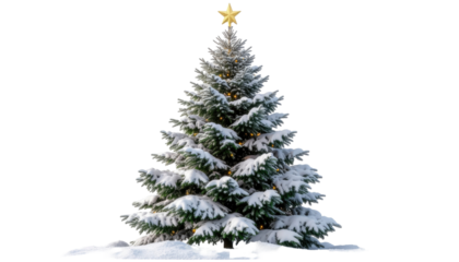 Christmas tree covered with snow and decorated glowing star festive holiday seasonal winter celebration design isolated on white background
