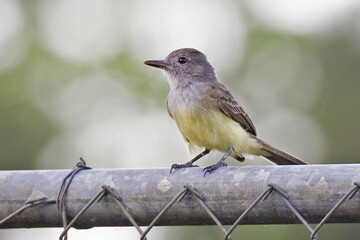 Panama Flycatcher, Myiarchus panamensis, perched on fence