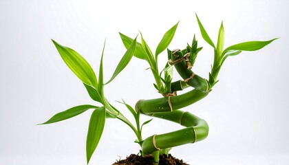 A vibrant, healthy lucky bamboo plant against a plain white background.  A beautiful, spiral-shaped plant