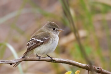 Least Flycatcher, Empidonax minimus, perched on branch