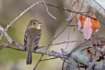 Pacific-slope Flycatcher, Empidonax difficilis, perched